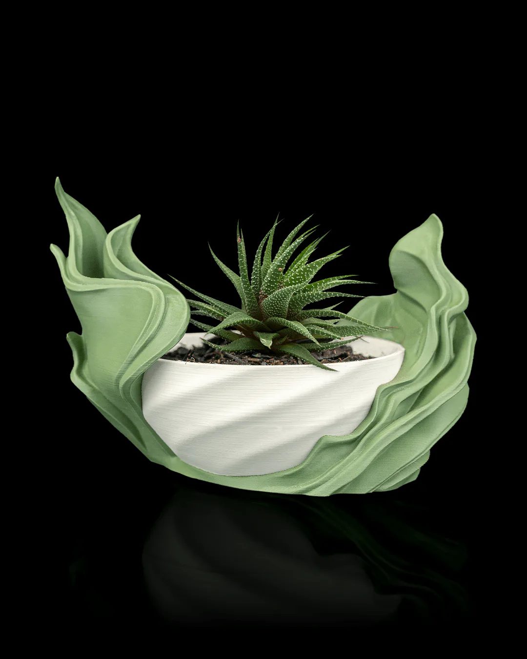 Seaweed